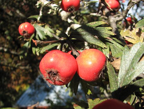 Crataegus orientalis